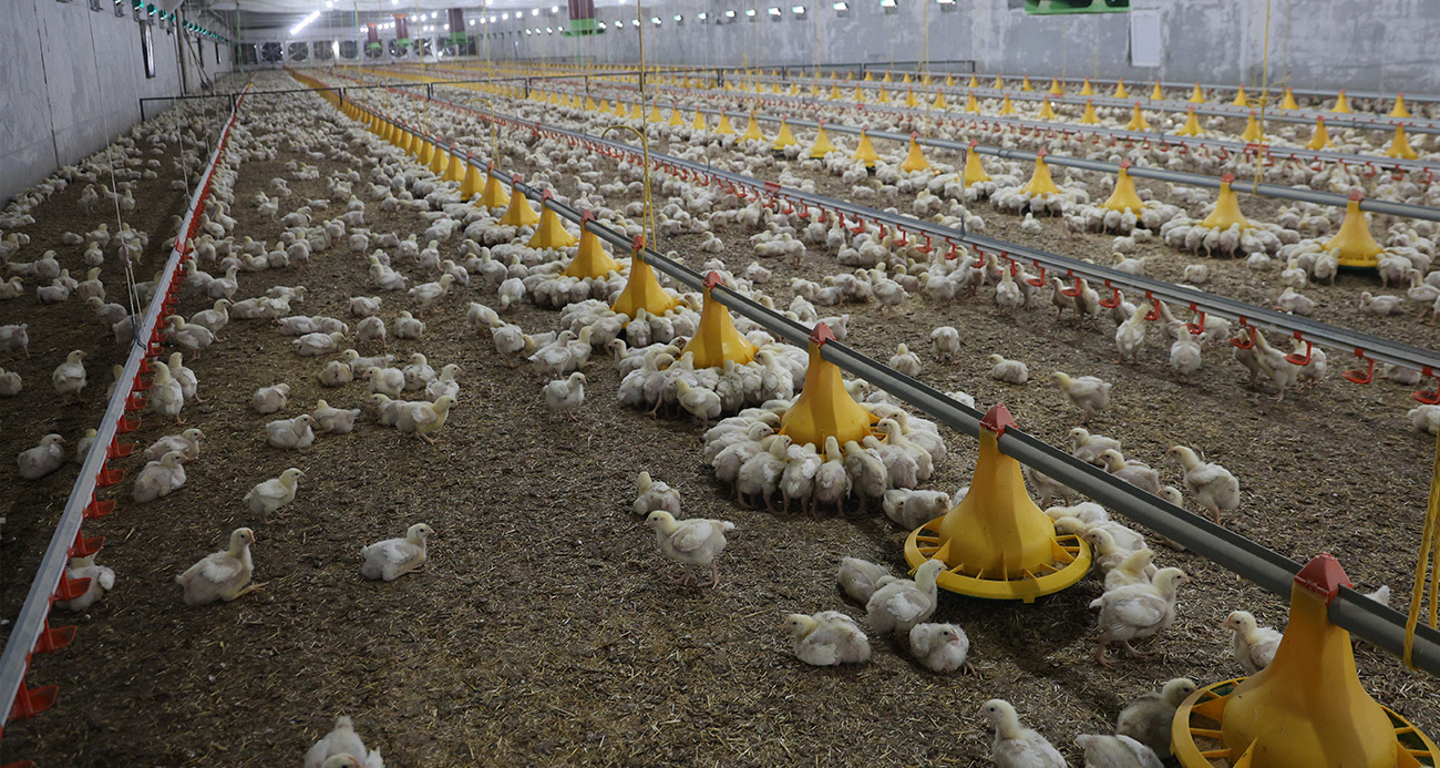 Elazığlı Çiftçi Devlet Desteğiyle Tavuk Çiftliği Kurdu