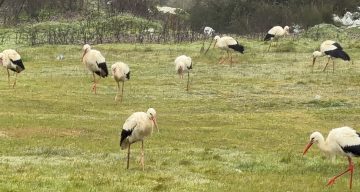İstanbul Boğazı, Milyonlarca Leyleğin Göç Yolu Üzerinde