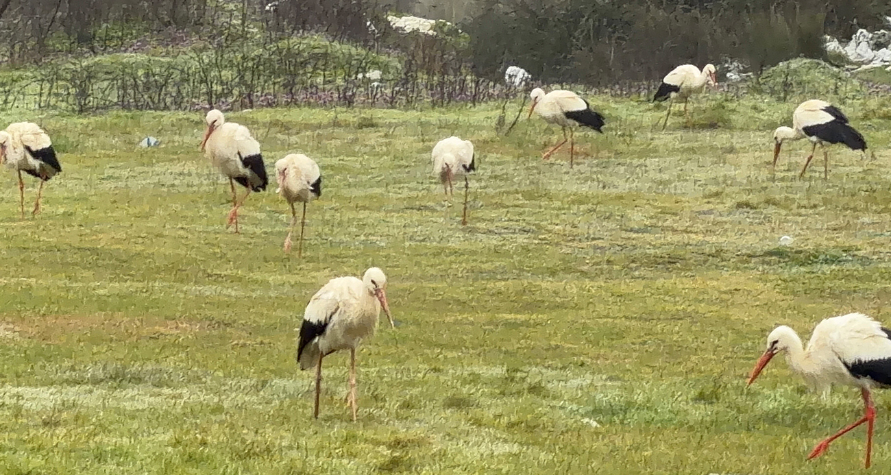 İstanbul Boğazı, Milyonlarca Leyleğin Göç Yolu Üzerinde