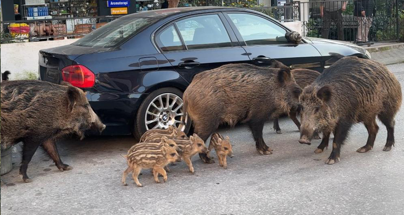 İzmir Balçova’da Gündüz Vakti Yiyecek Peşinde Yaban Domuzları