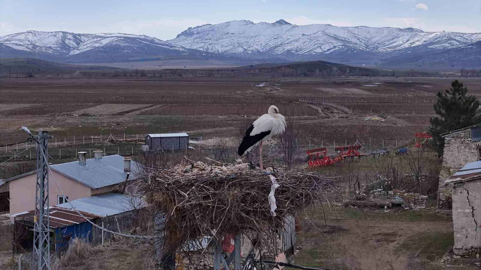 Sivas’ın Bahar Elçileri Göydün Köyüne Geri Döndü