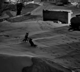 Sivas’ın Gürün İlçesinde Tilkilerin Kavgası Güvenlik Kamerasında