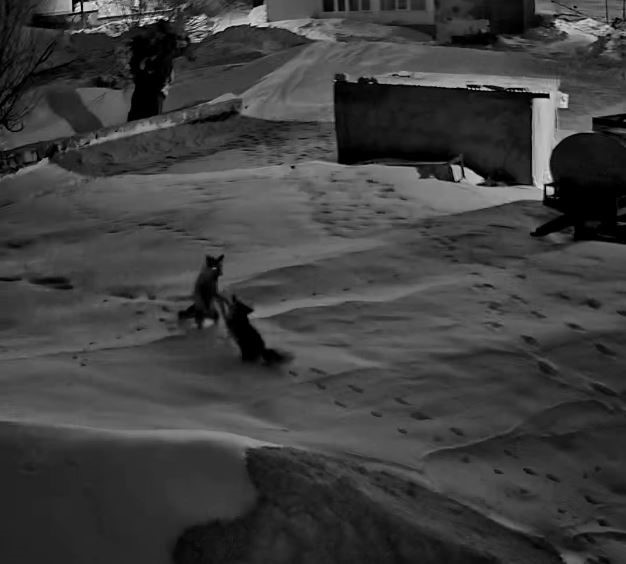 Sivas’ın Gürün İlçesinde Tilkilerin Kavgası Güvenlik Kamerasında