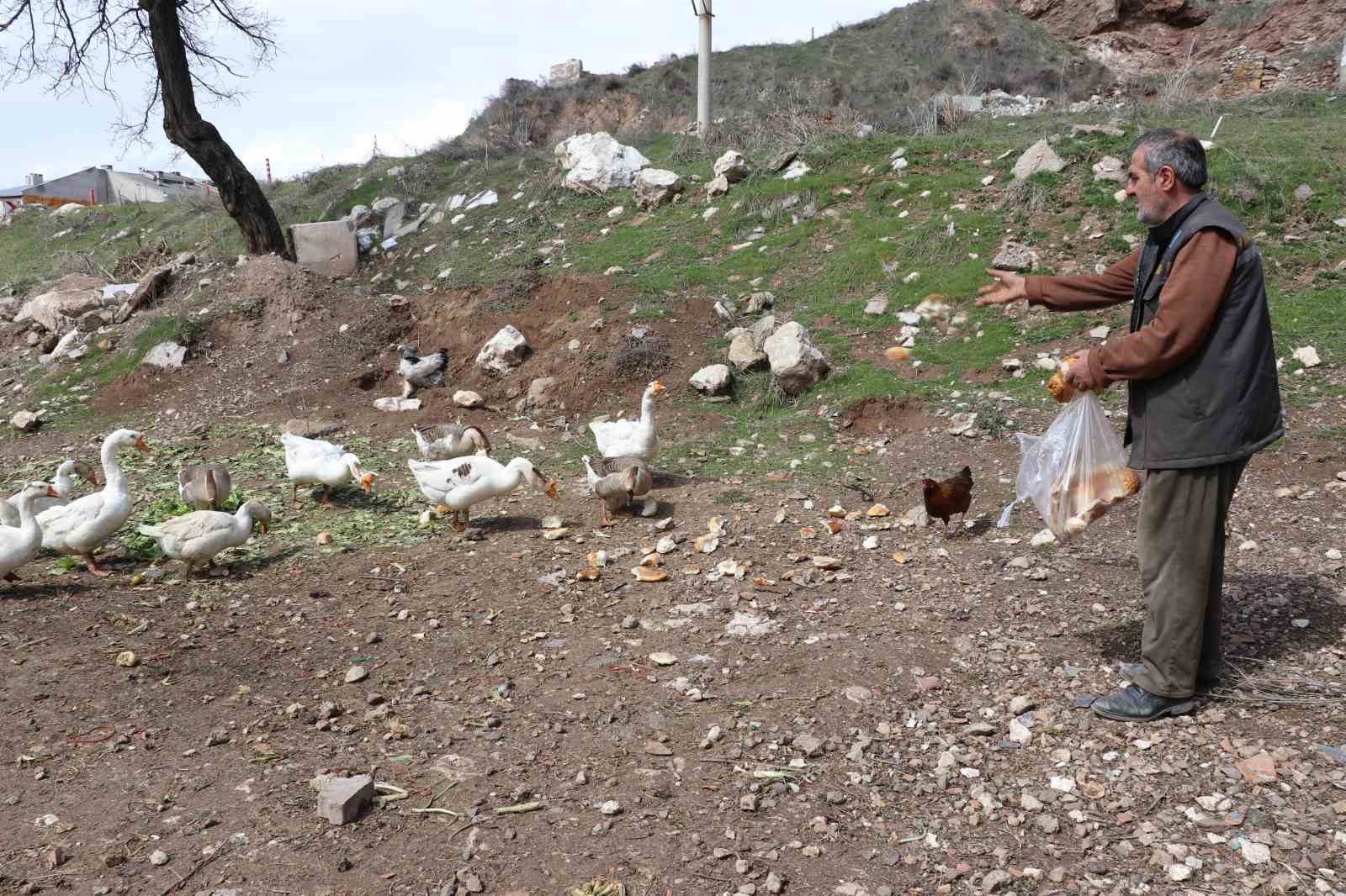 Sivas’ın Sevimli Kazları Mahallede Neşe Saçıyor