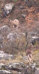 Sivas’ın Yaban Hayatı, Koruma Kameralarına Yansıdı