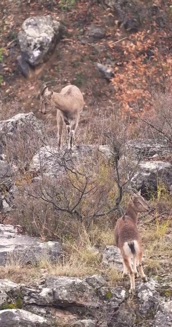 Sivas’ın Yaban Hayatı, Koruma Kameralarına Yansıdı