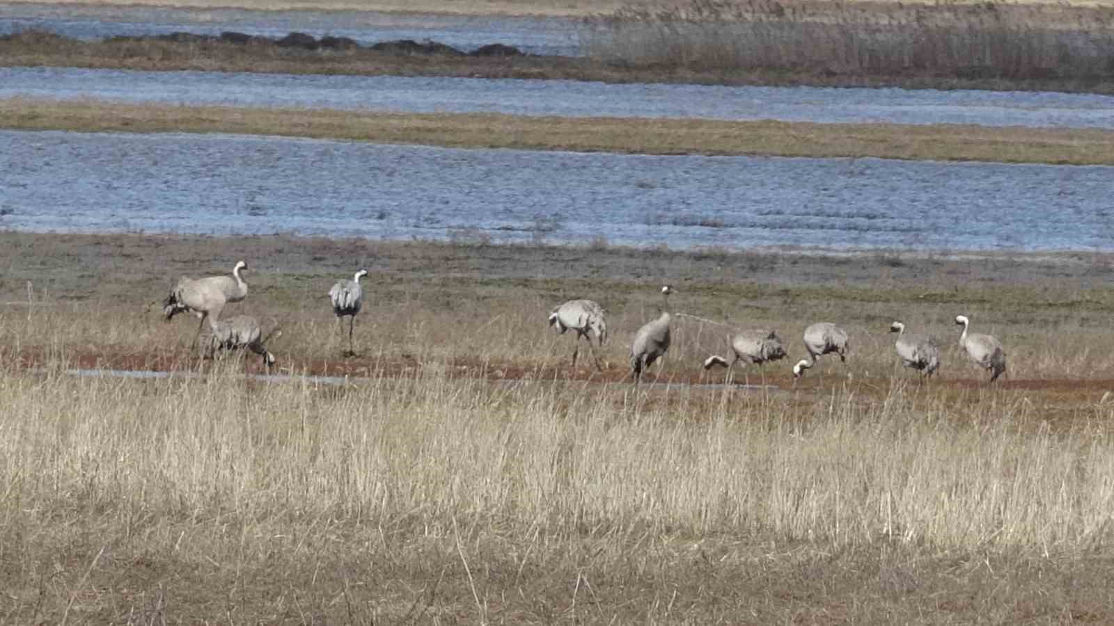 Sivas’ta Baharın Müjdecileri: Anadolu Turnaları Gözlemlendi