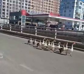 Sivas’ta Kazların Şaşırtıcı Yolculuğu