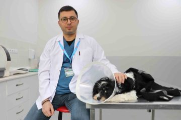 Sivas’ta Köpekten Çıkan 140 Taş Şaşkınlık Yarattı
