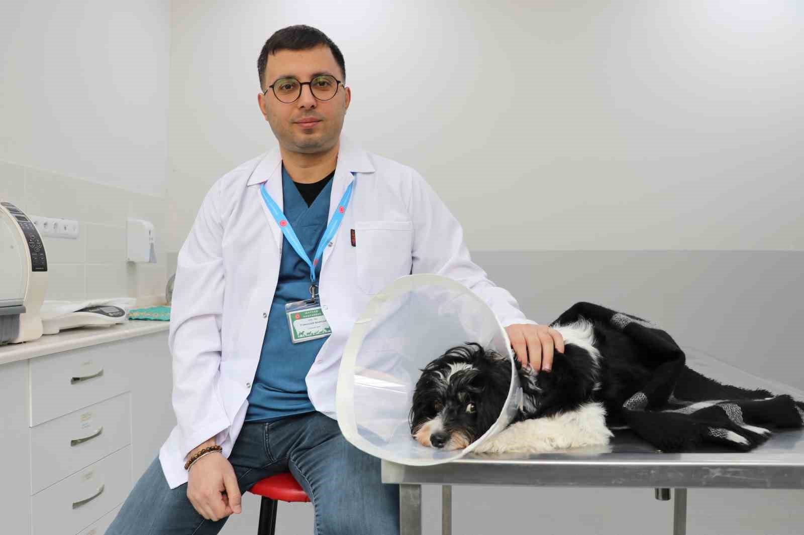 Sivas’ta Köpekten Çıkan 140 Taş Şaşkınlık Yarattı