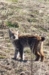 Sivas’ta Nadir Görülen Vaşak, Çığlık Atarken Kaydedildi