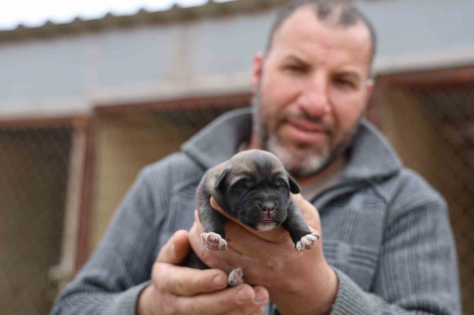 Sivas’ta Yeni Doğan Kangal Yavruları: Anadolu Aslanlarının Mirası Devam Ediyor