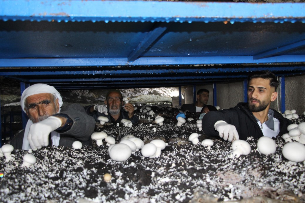 Tarihle İç İçe Bir İnovasyon: 2 Bin Yıllık Mağarada Mantar Üretimi