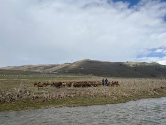 Ağrı’da 120 bin lira maaşa rağmen çoban bulunamıyor