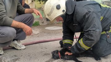 Antalya’da İtfaiye Eri, Dumandan Etkilenen Kediyi Hayata Döndürdü