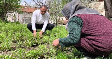 Babasından miras kalan akzambaklara gözü gibi bakıyor