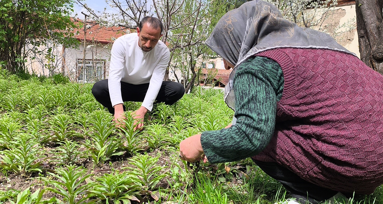 Babasından miras kalan akzambaklara gözü gibi bakıyor