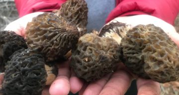 Bin 800 rakımlı dağlardan toplanıp kilosu bin 500 liradan satılıyor