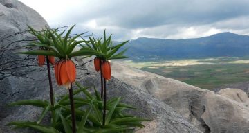 Bu çiçekleri koparmanın cezası 700 bin lirayı buluyor