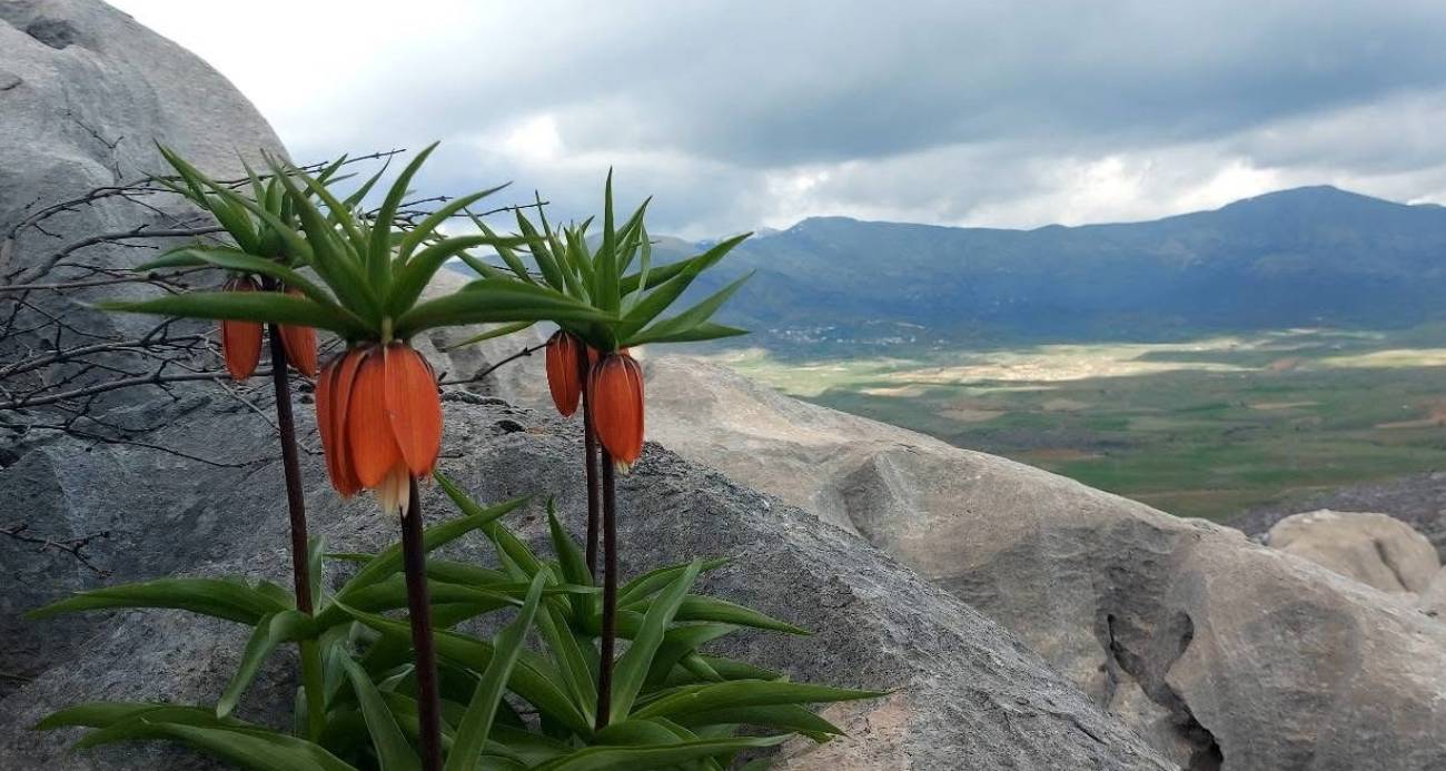 Bu çiçekleri koparmanın cezası 700 bin lirayı buluyor