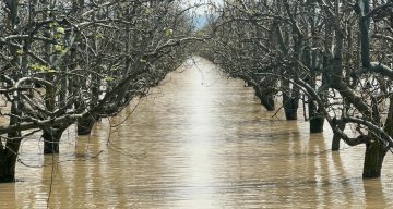 Bursa Gürsu’da Şeftali ve Armut Bahçeleri Sular Altında