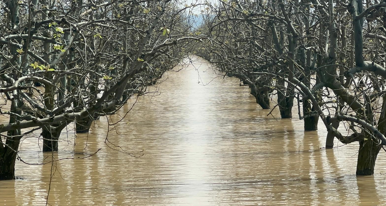 Bursa Gürsu’da Şeftali ve Armut Bahçeleri Sular Altında