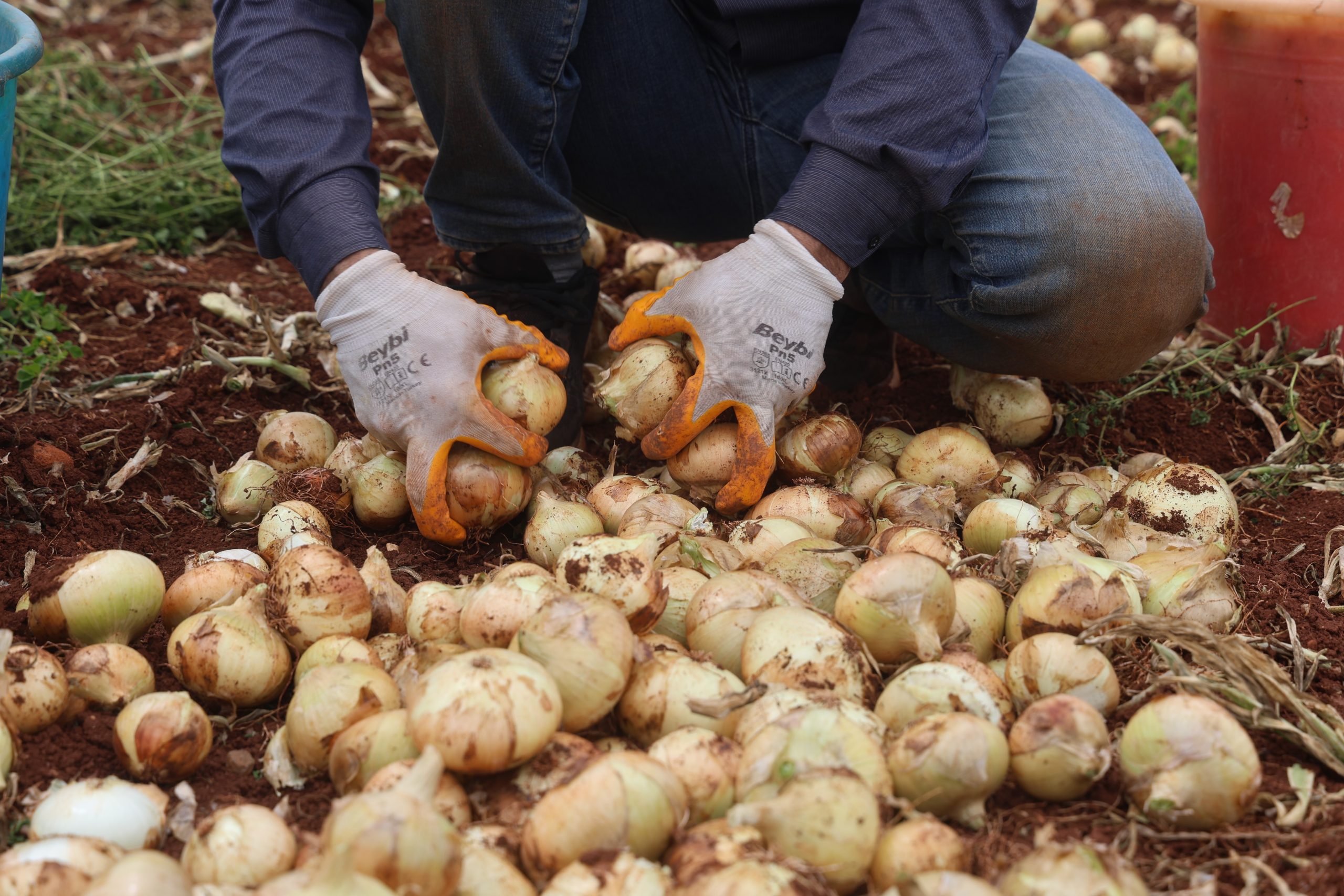 Hatay Reyhanlı’da Bereketli Soğan Hasadı Başladı