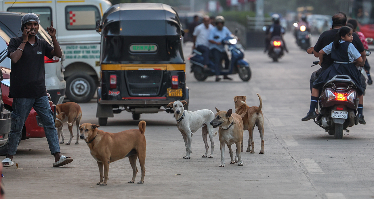Hindistan Sokaklarında 62 Milyon Köpek: Derinleşen Bir Ulusal Sorun