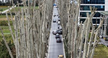 İstanbul’un tarihi çınarlarına budama, tartışma başlattı