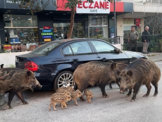 İzmir Balçova’da Yaban Domuzları Kentsel Alanlarda Besleniyor