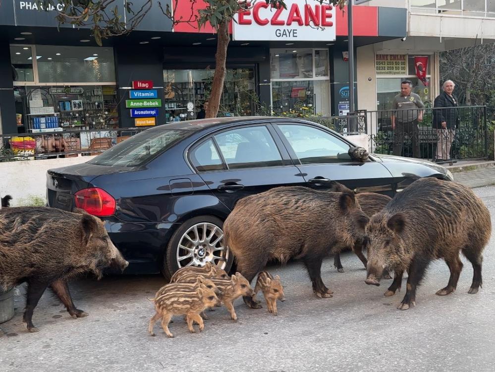 İzmir Balçova’da Yaban Domuzları Kentsel Alanlarda Besleniyor