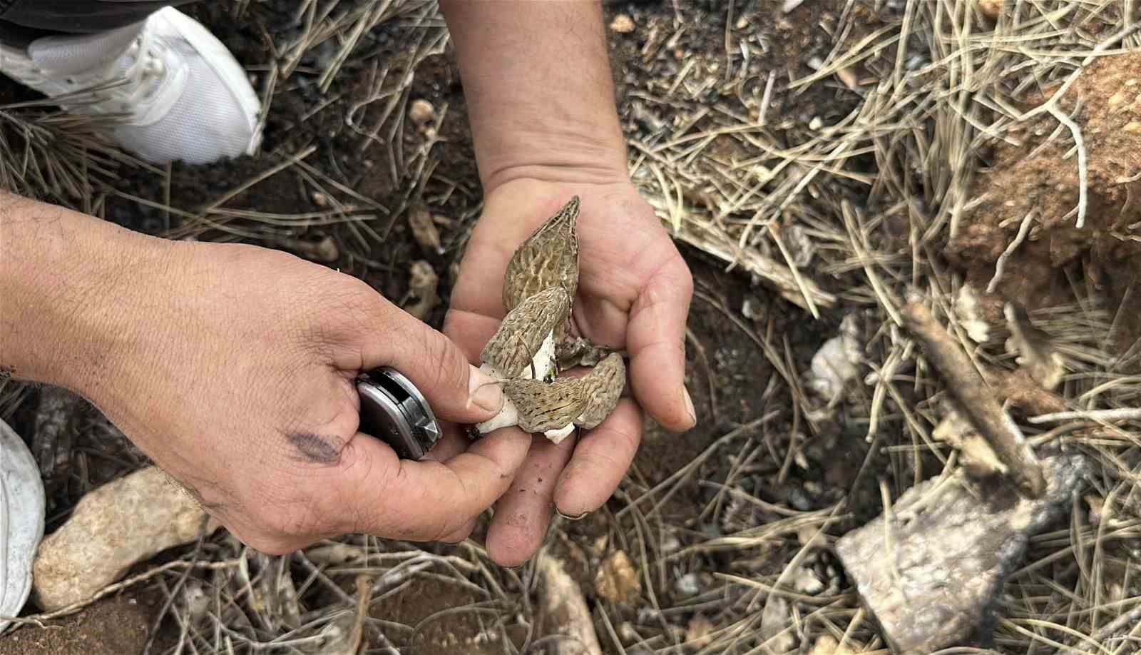 Kastamonu’da Yangın Sonrası Mantar Bereketi: Köylüler için Yeni Gelir Kapısı