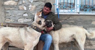 Kedi ile Kangal köpeklerinin dostluğu görenleri şaşırtıyor