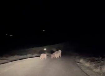 Koyulhisar’da Baharla Uyanan Ayılar Görüntülendi