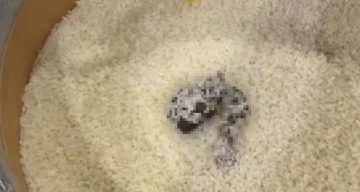 Mersin’de Market Skandalı: Açıkta Satılan Pirinçte Kedi Dışkısı Bulundu