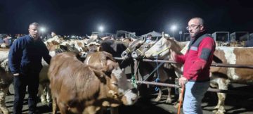 Şarkışla’da Kurban Bayramı Heyecanı: En Büyük Hayvan Pazarında Yoğun Mesai