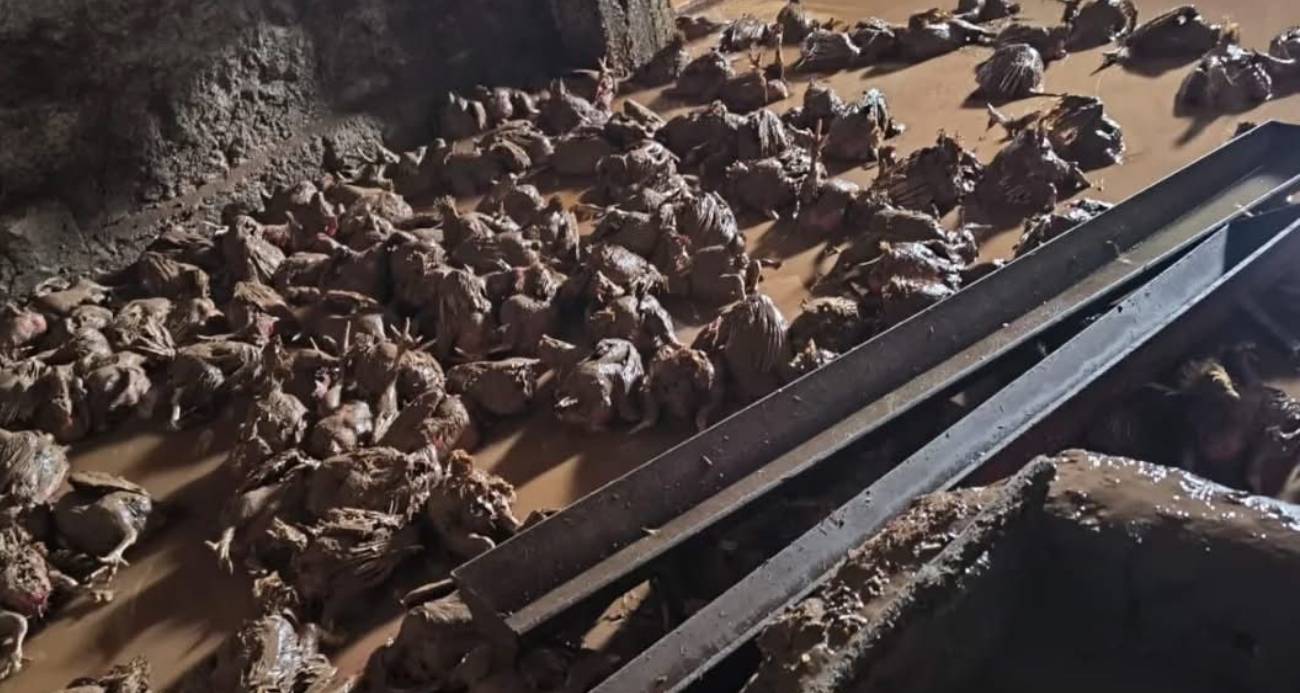 Siirt Kurtalan’da Sel Felaketi: Araçlar Sürüklendi, Hayvanlar Telef Oldu