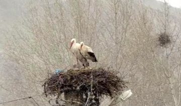 Sivas’ta İlkbaharda Karla Karşılaşan Leylekler
