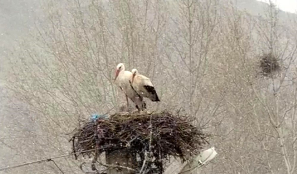 Sivas’ta İlkbaharda Karla Karşılaşan Leylekler