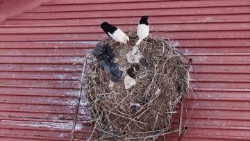 Sivas’taki Şehit Erdal Çetin İlkokulu, Baharın Müjdecisi Leylekleri Ağırlıyor