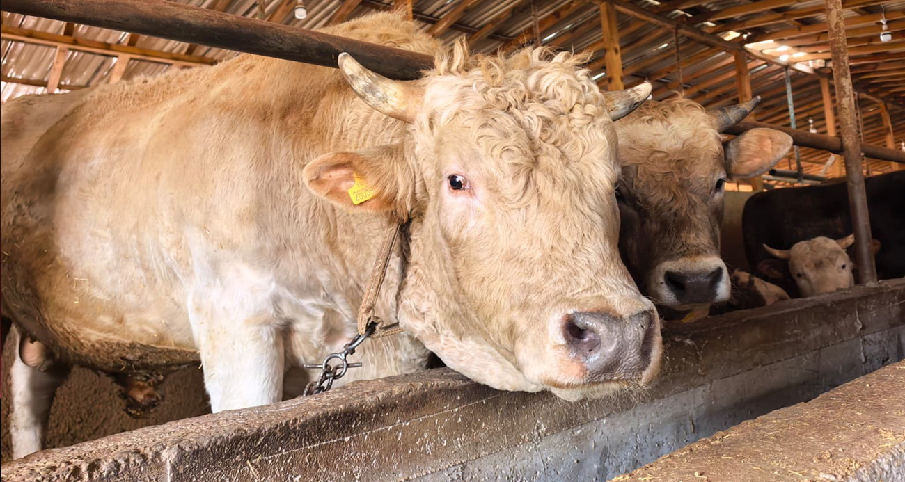 Tonluk ’Paşa’ 500 bin lira