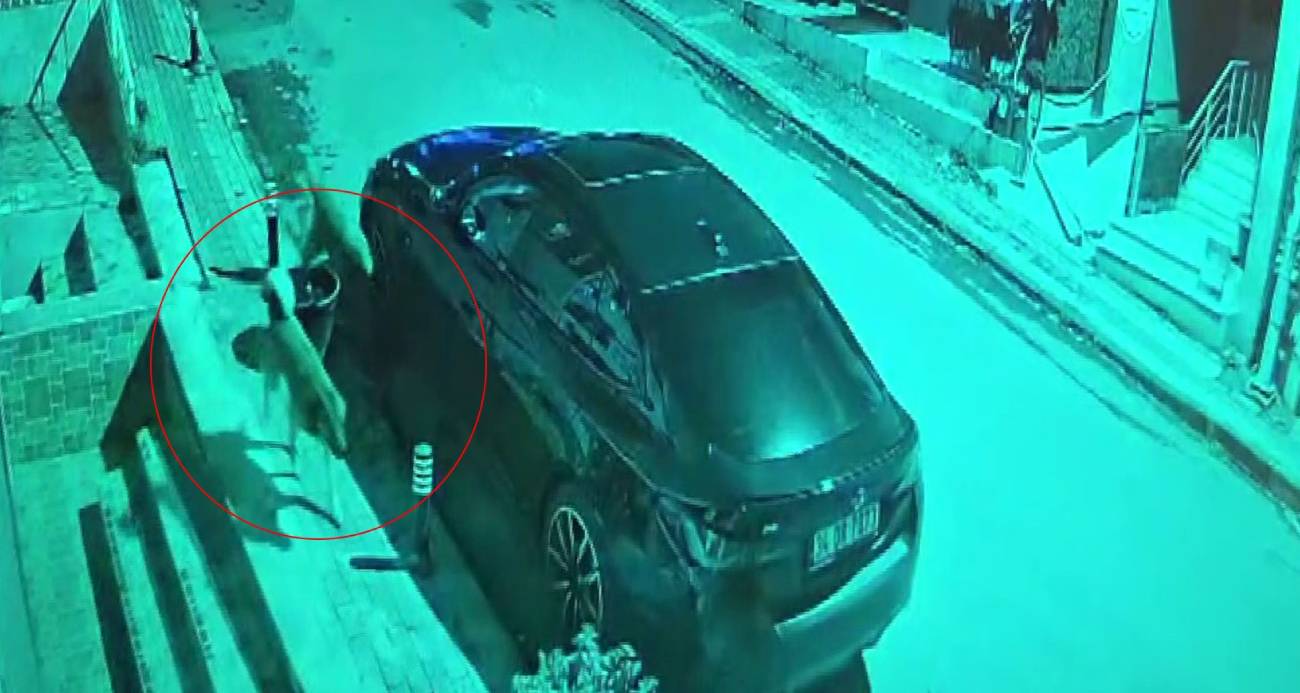 Üsküdar’da Sokak Köpekleri Paniğe Sebep Oldu: Araç Hasarına Yol Açan Anlar Kamerada