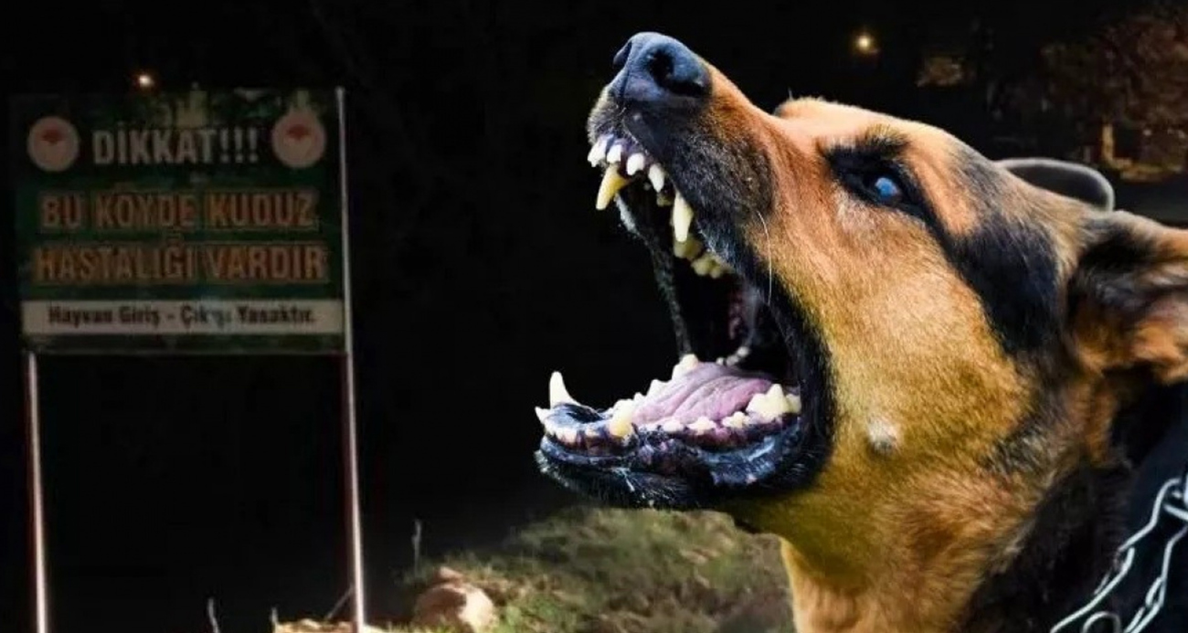 Van’daki köpek dehşetinde kan donduran detaylar