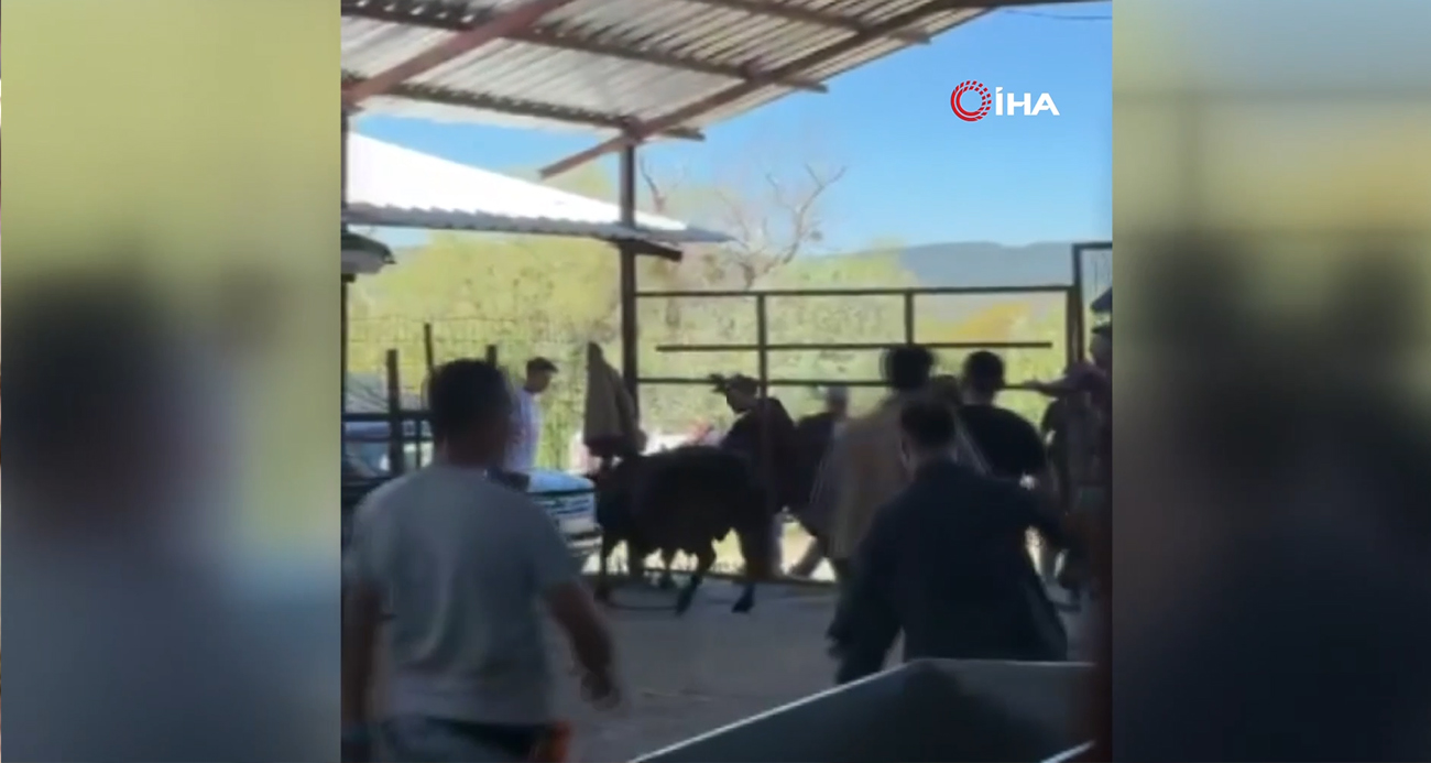 Ankara’da kaçmaya çalışan kurbanlık dana zor anlar yaşattı