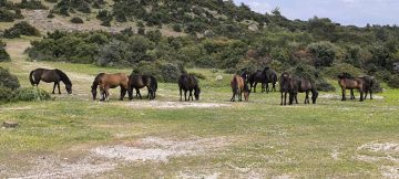 Ayvacık’ta çiftçiler başıboş yılkı atlarından dertli