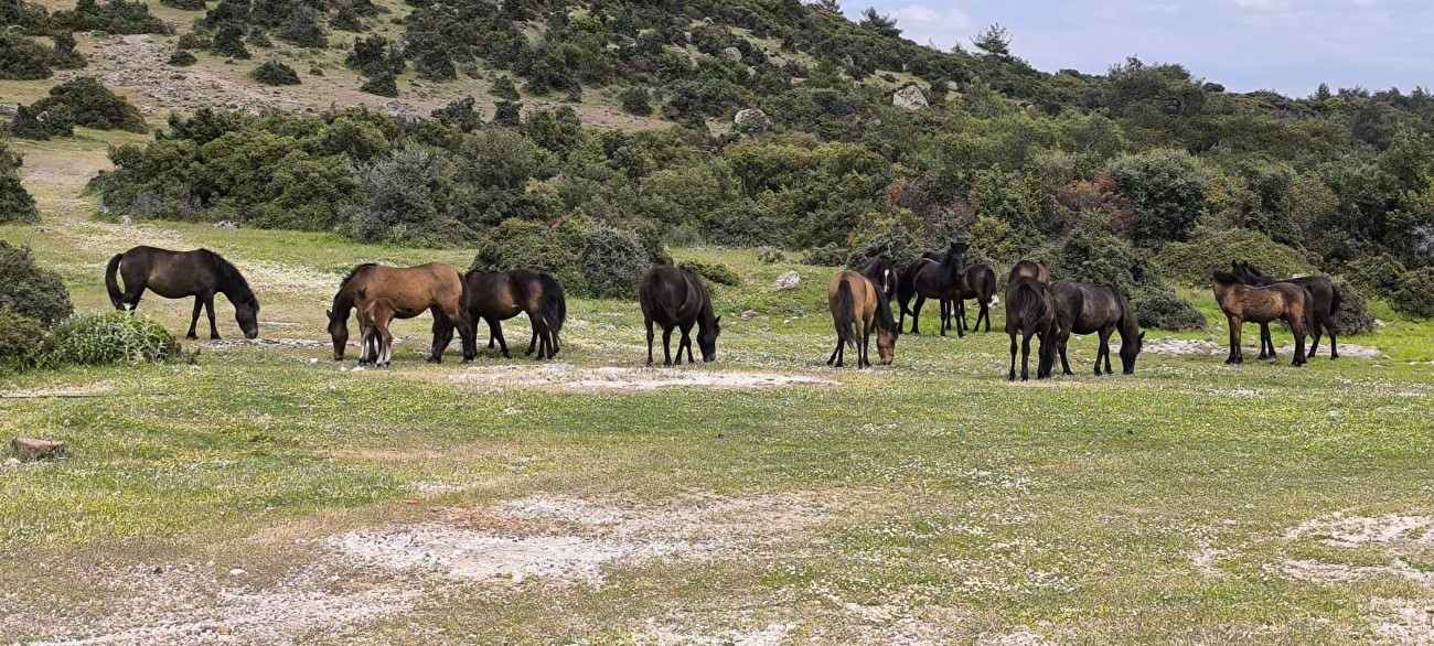 Ayvacık’ta çiftçiler başıboş yılkı atlarından dertli