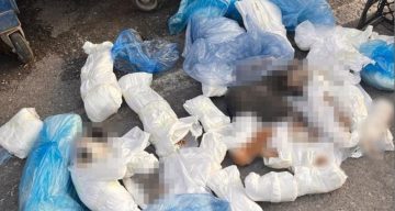 Başsavcılık itiraz etmişti, 33 kediyi öldüren veteriner tutuklandı