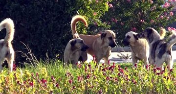 Bosch’un ‘köpek annesi’ reklamı, tepkiler üzerine yayından kaldırıldı