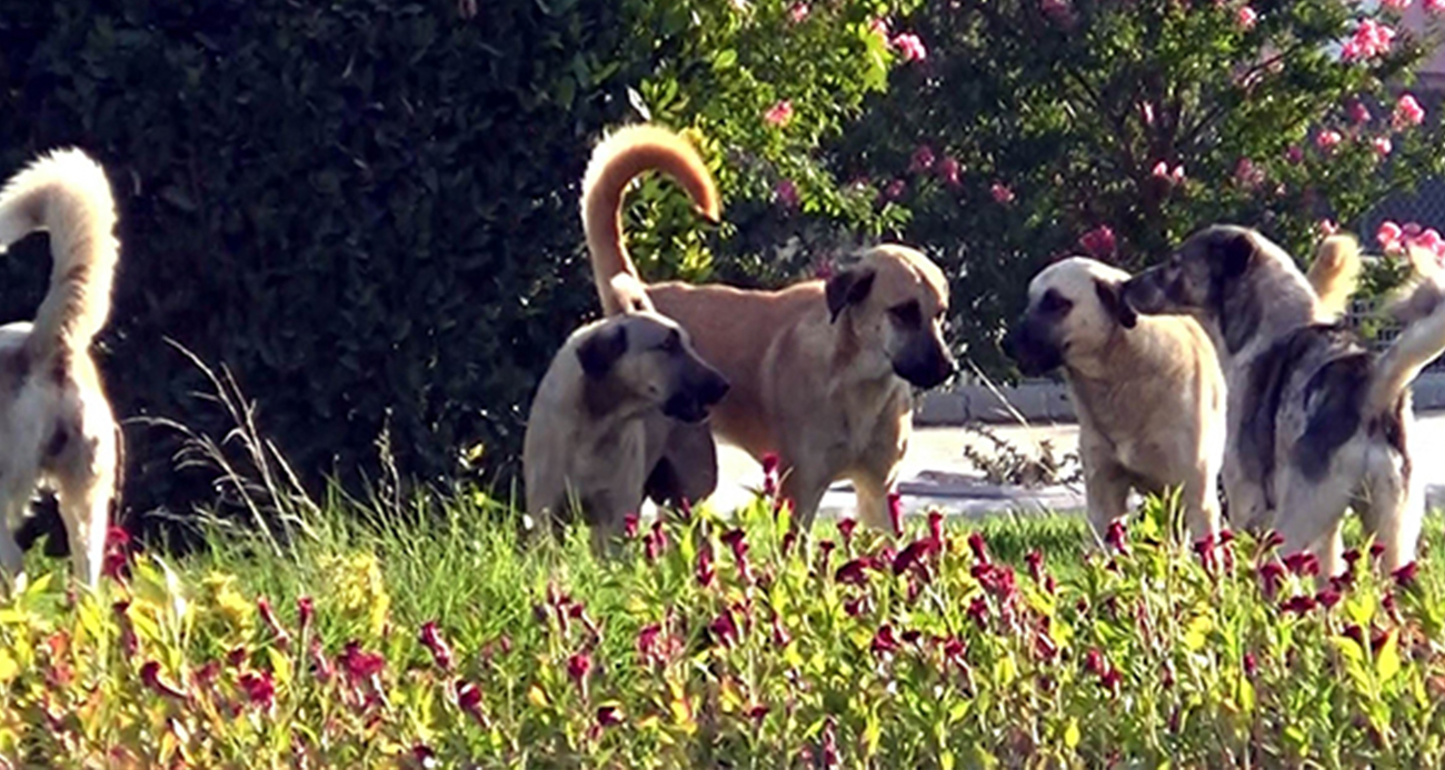 Bosch’un köpekli reklamına Almanya’da büyük tepki