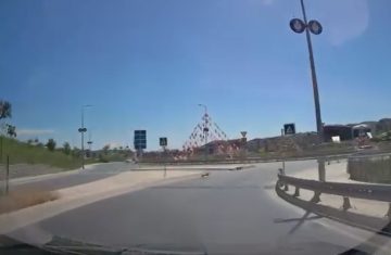 Bu sefer kaçak kurbanlık değil köpek ortalığı birbirine kattı; o anlar kamerada